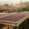 natural secando — CAFESSIO